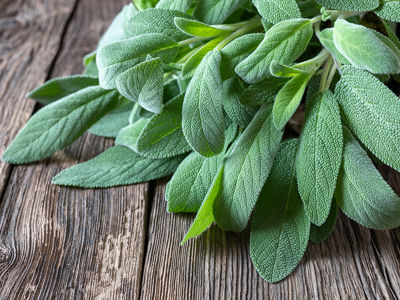 La Salvia officinalis: Elogio alle Virtù Terapeutiche di un'Erba Antica