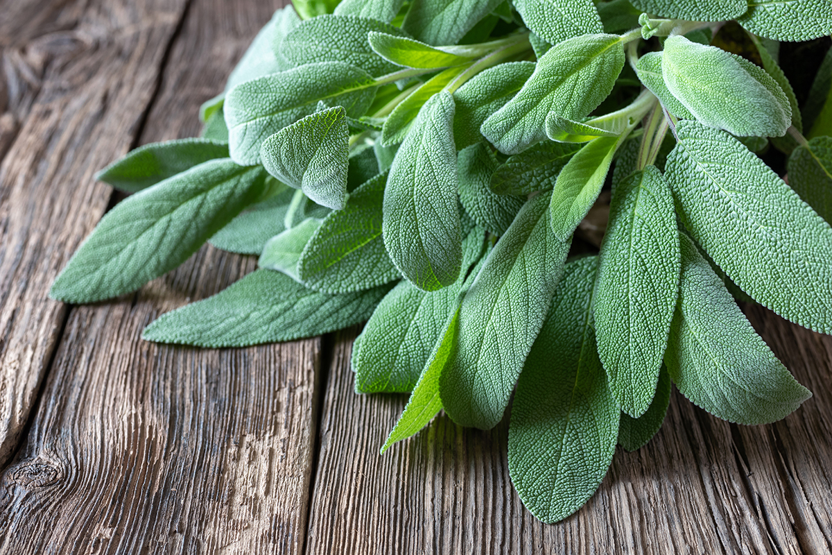 La Salvia officinalis: Elogio alle Virtù Terapeutiche di un'Erba Antica