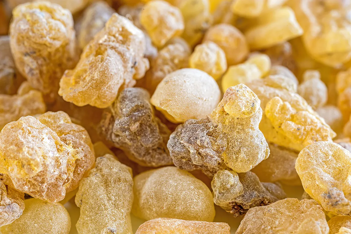 Boswellia serrata, una Pianta Benefica per la Salute