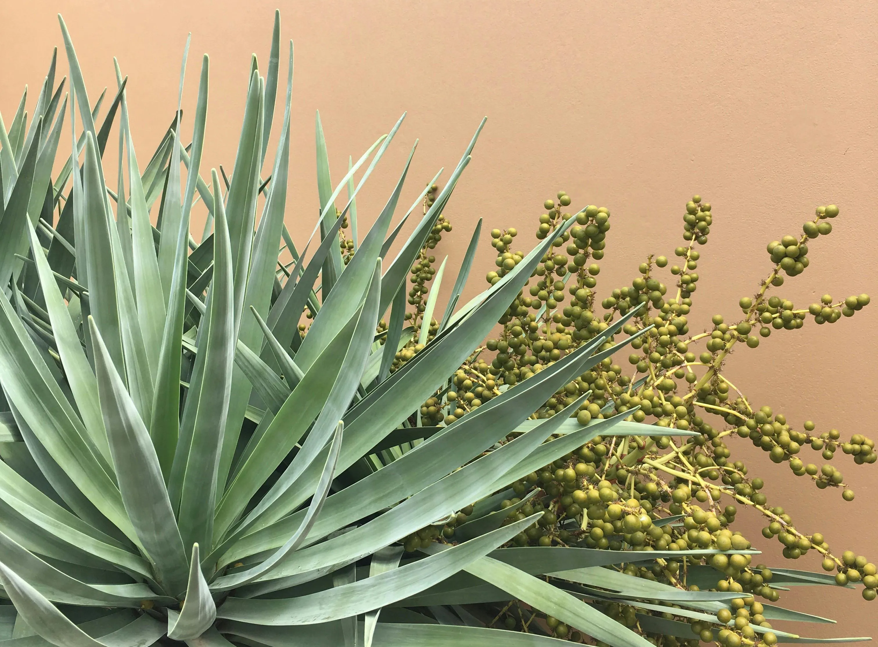 Yucca schidigera: il nuovo super cibo naturale per i nostri amici animali